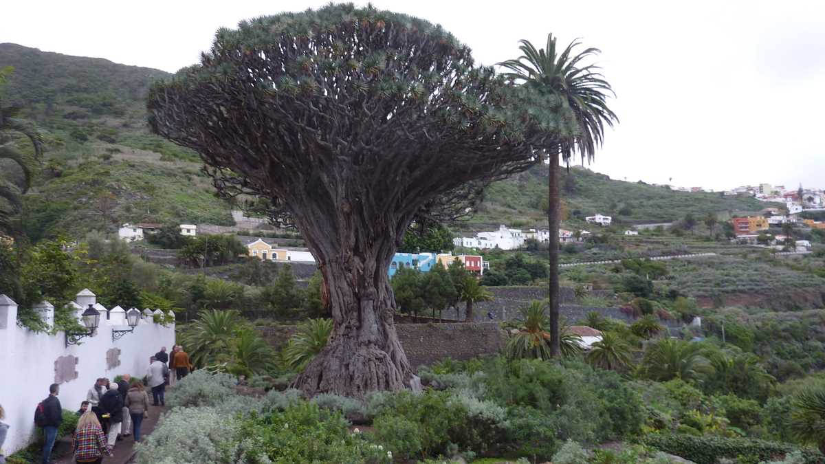 Drago Milenario, Icod de los Vinos, Tenerife. FOTO: Grig Bute, Ora de Turism