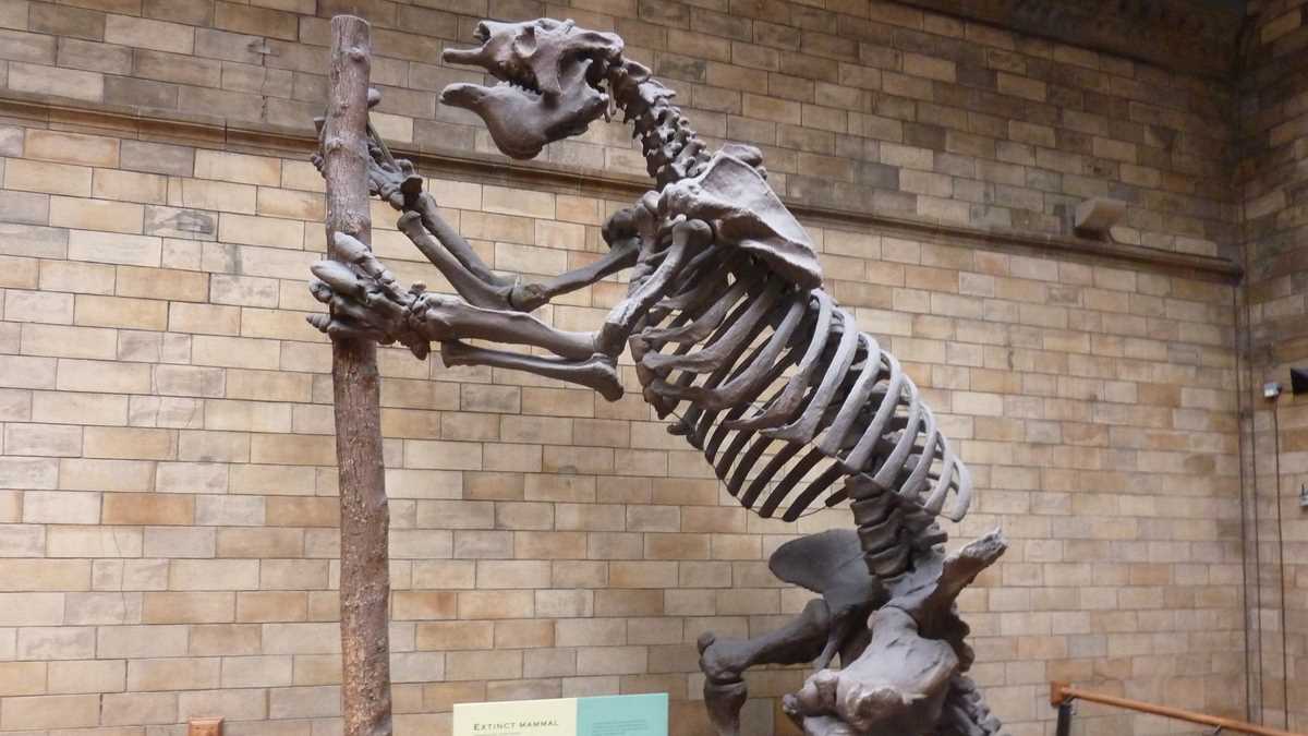 Natural History Museum, Londra. FOTO: Grig Bute, Ora de Turism