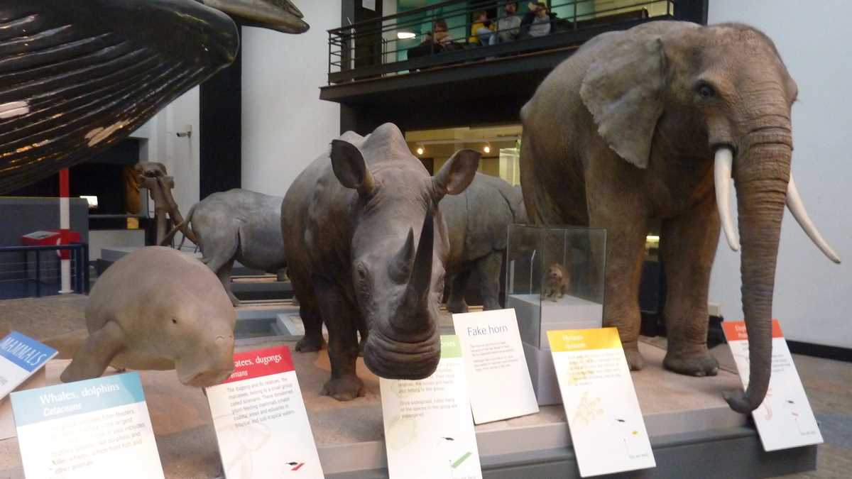 Natural History Museum, Londra. FOTO: Grig Bute, Ora de Turism