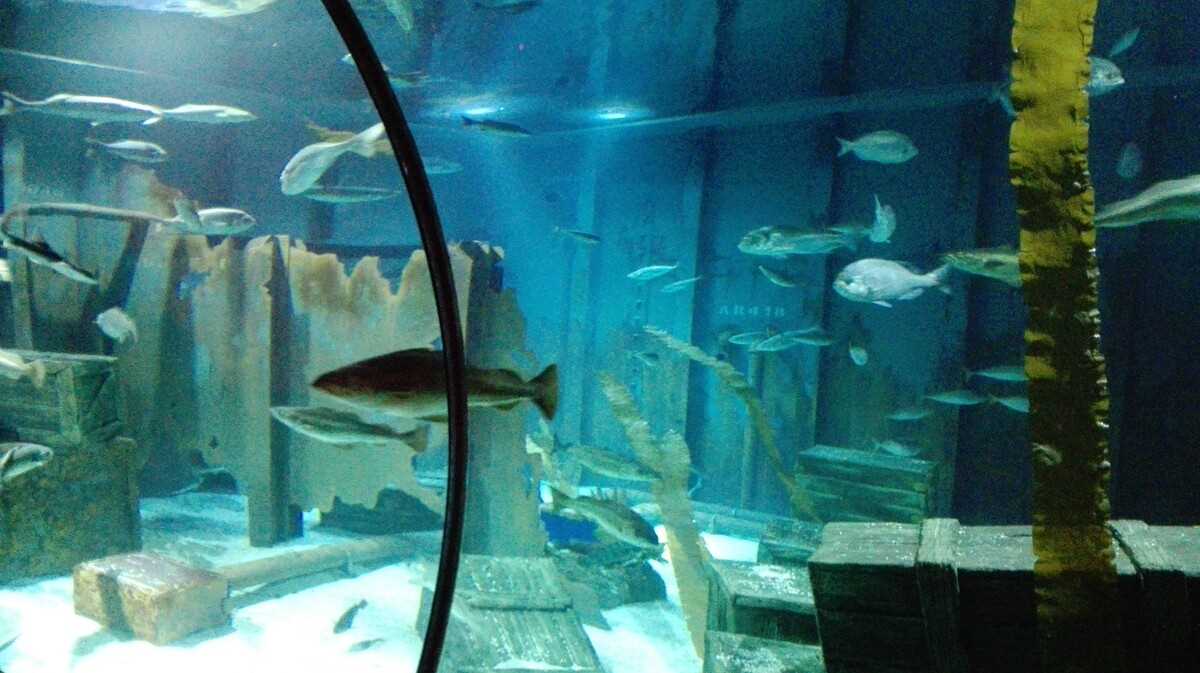 Aquarium, Bristol. FOTO: Grig Bute, Ora de Turism