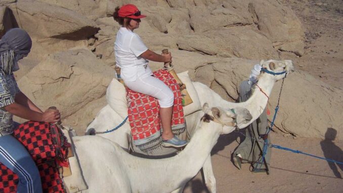 Cămile în deșert, Egipt. FOTO: Grig Bute, Ora de Turism