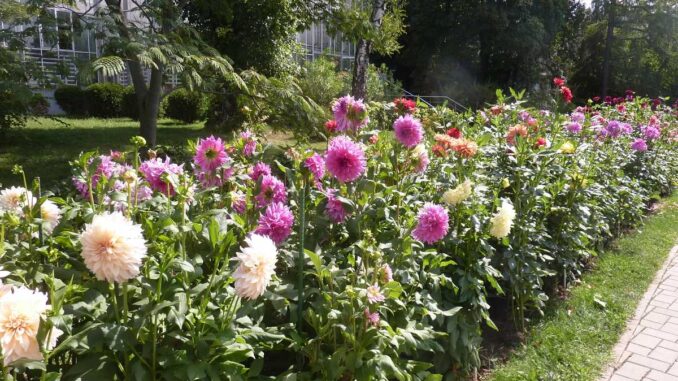 Grădina Botanică „Anastasie Fătu“, Iași. FOTO: Grig Bute, Ora de Turism