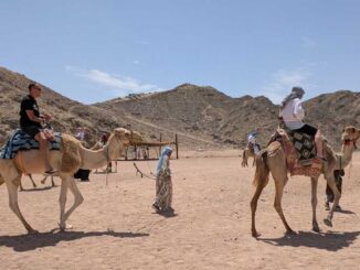 Plimbare cu cămila prin Satul Beduinilor, Hurghada, Egipt. FOTO: Grig Bute, Ora de Turism
