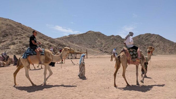 Plimbare cu cămila prin Satul Beduinilor, Hurghada, Egipt. FOTO: Grig Bute, Ora de Turism